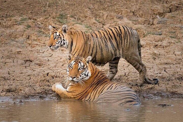 Panna National Park