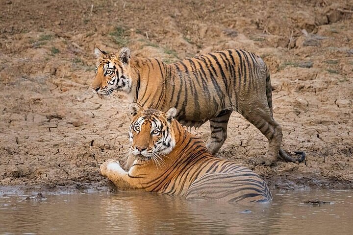 Nature and Wildlife Safari near Khajuraho